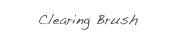 Clearing Brush